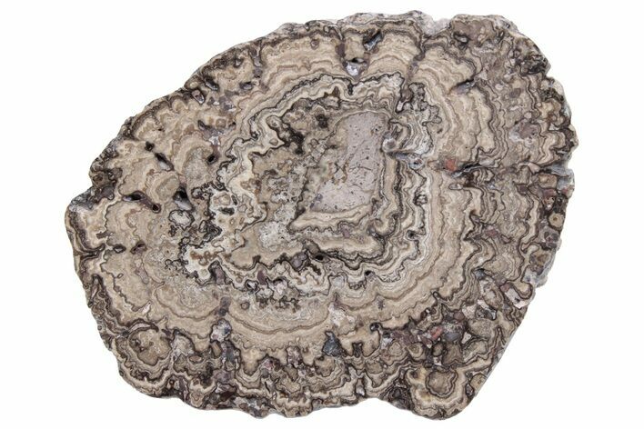 Polished, Cretaceous, Oncolite Stromatolite Fossil - Mexico #231370